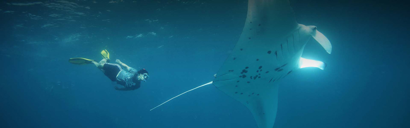 Anantara_Kihavah_mantaray_snorkeling