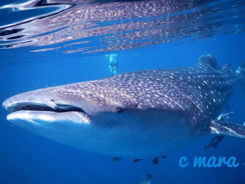 dive-oman-whale-shark