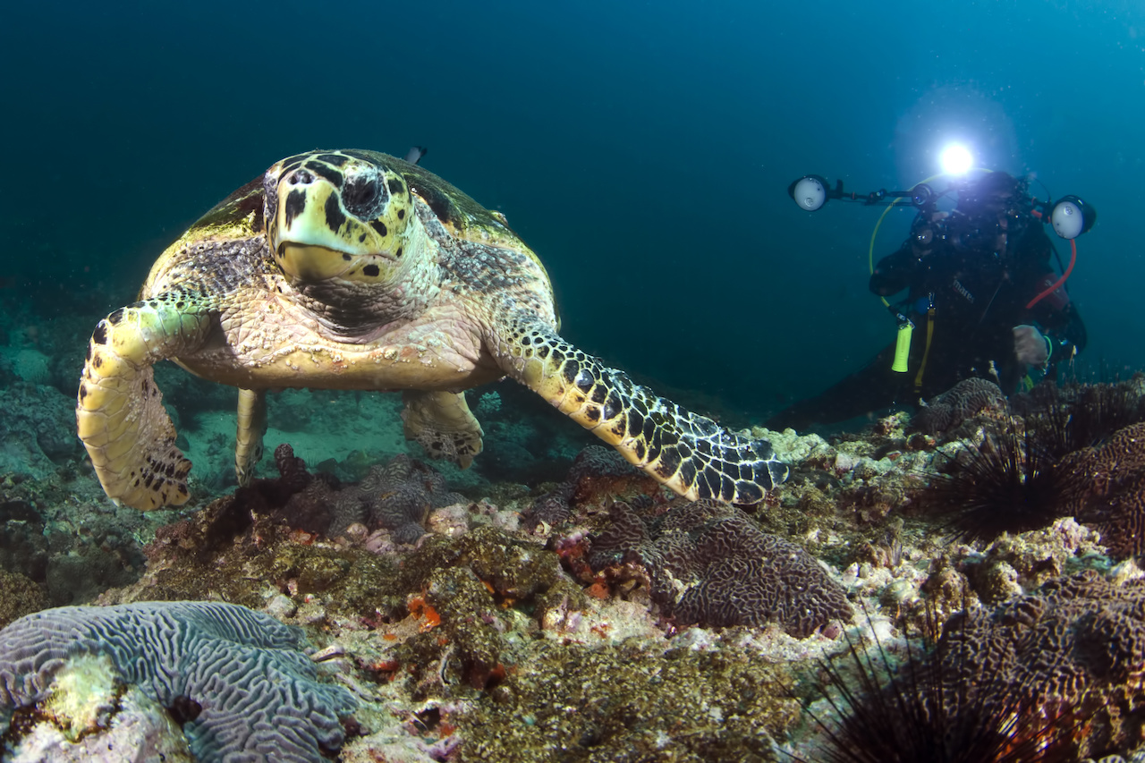 oman-dive-daymaniyat