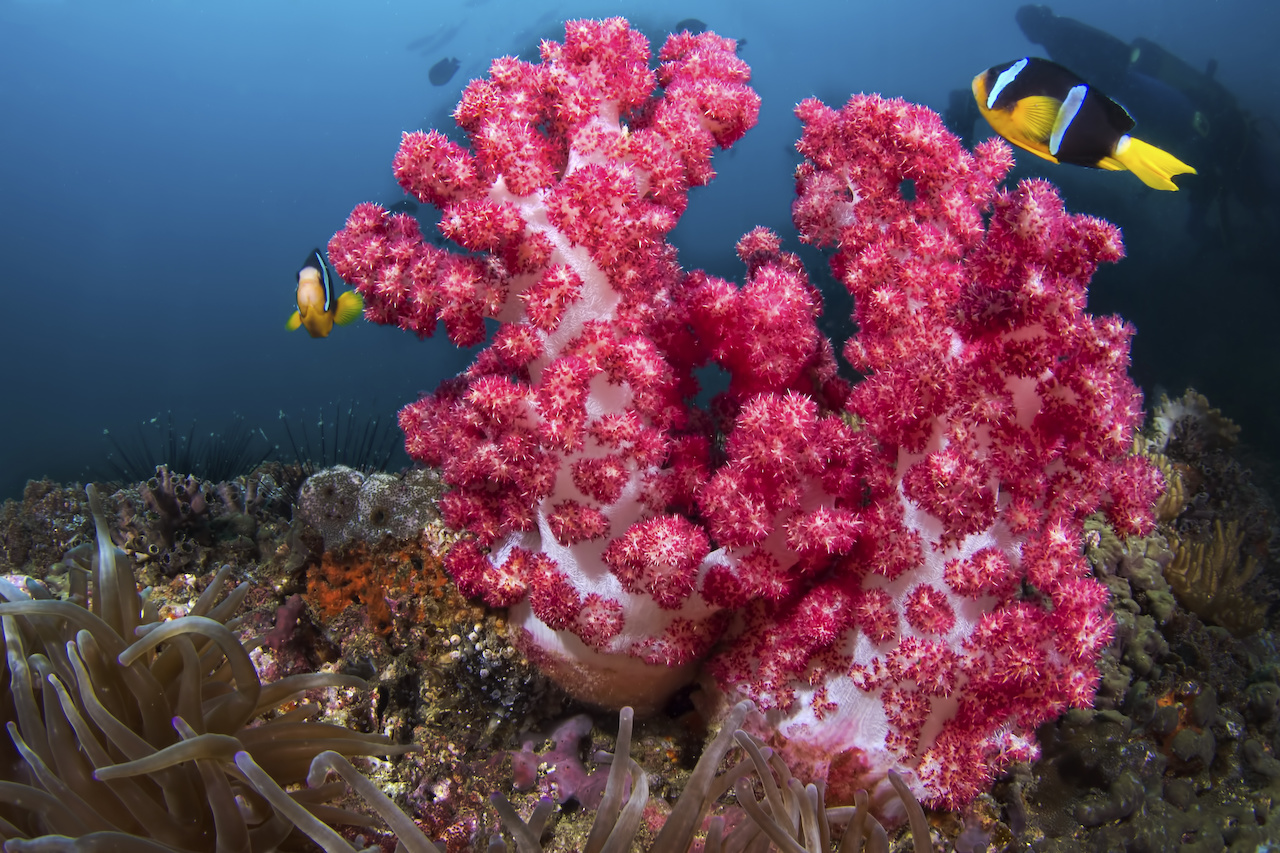 oman-dive-daymaniyat