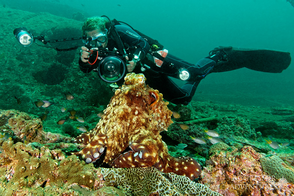 oman-diving-liveaboard