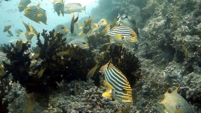 dive-maldives-fish