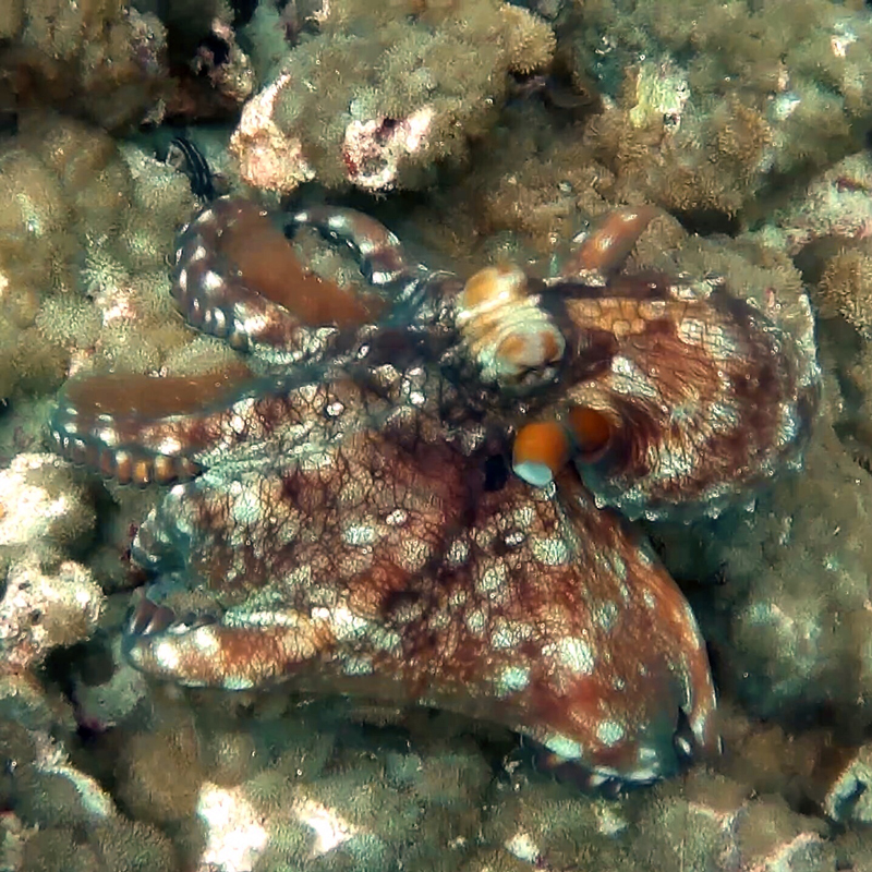 dive-maldives-octopus