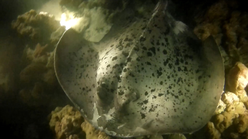 dive-maldives-ray