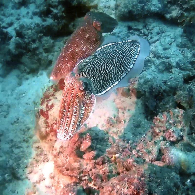 dive-maldives