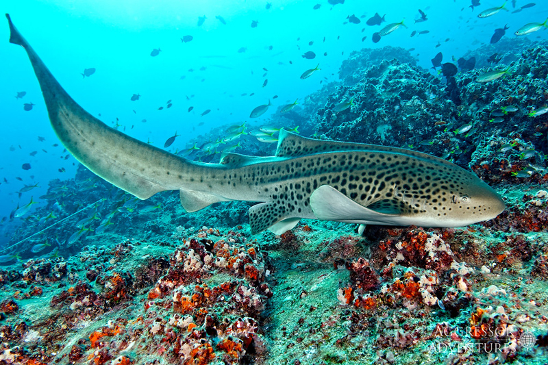 diving-in-oman