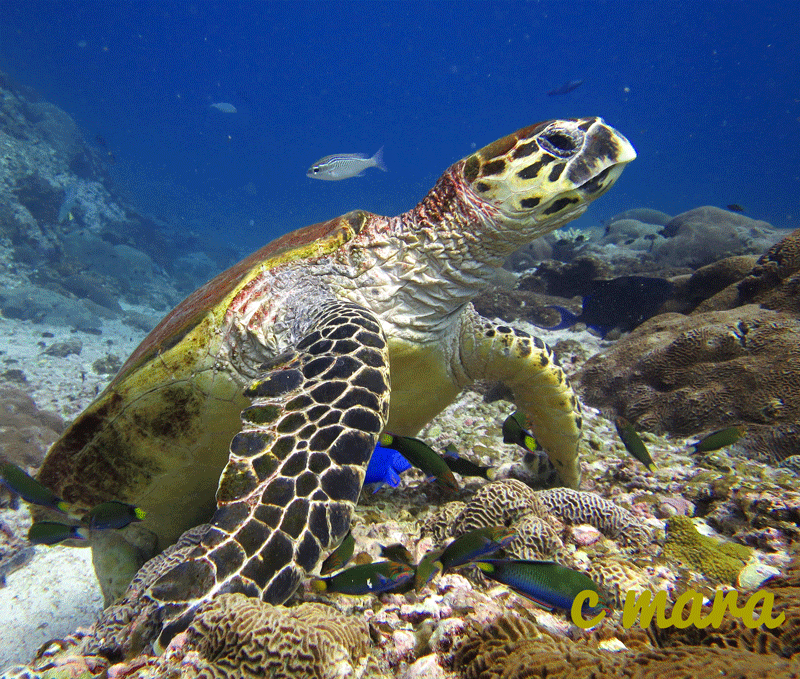 diving-oman-turtle