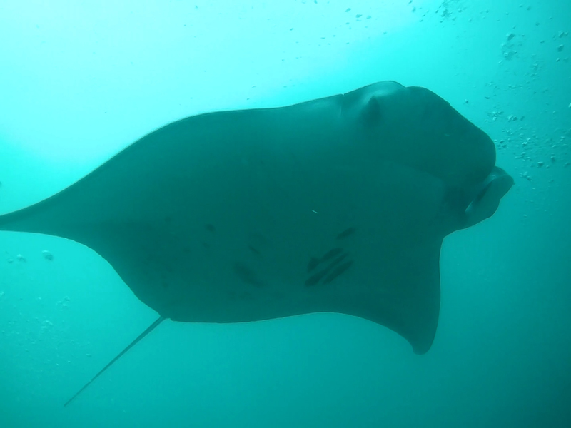 mantra-ray-maldives