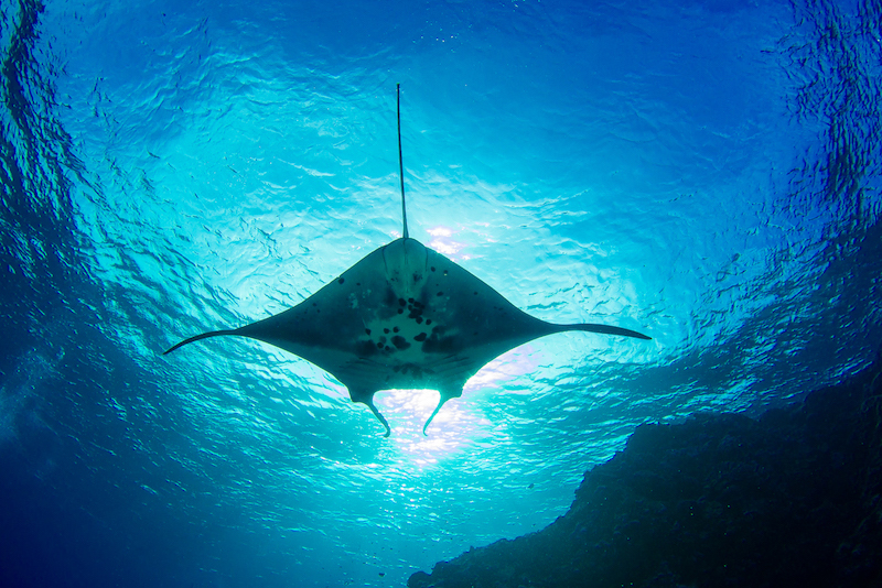 SCRIPPS-Manta-Ray