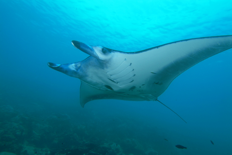 Manta-ray