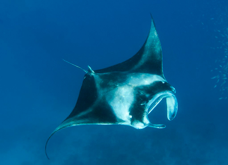 manta-ray-diving