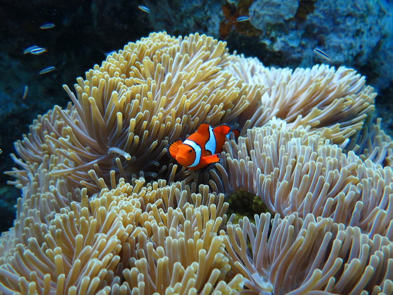 dive-egypt