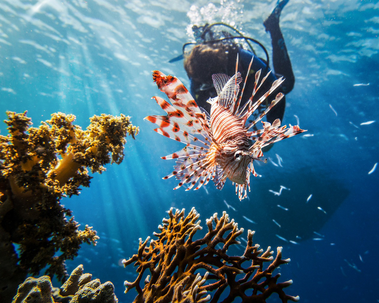 red-sea-diving