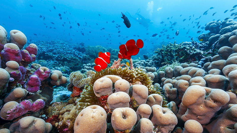 dive-wakatobi