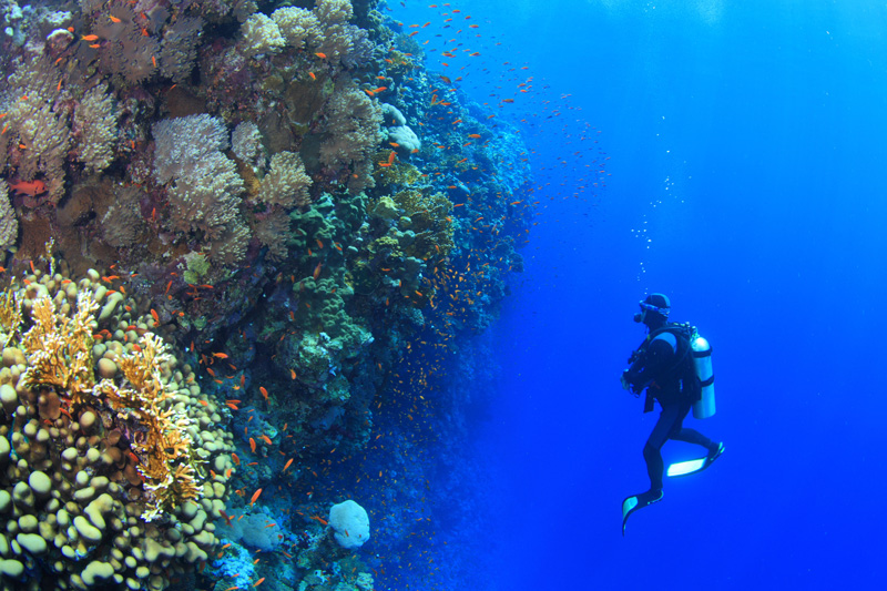 diving-egypt