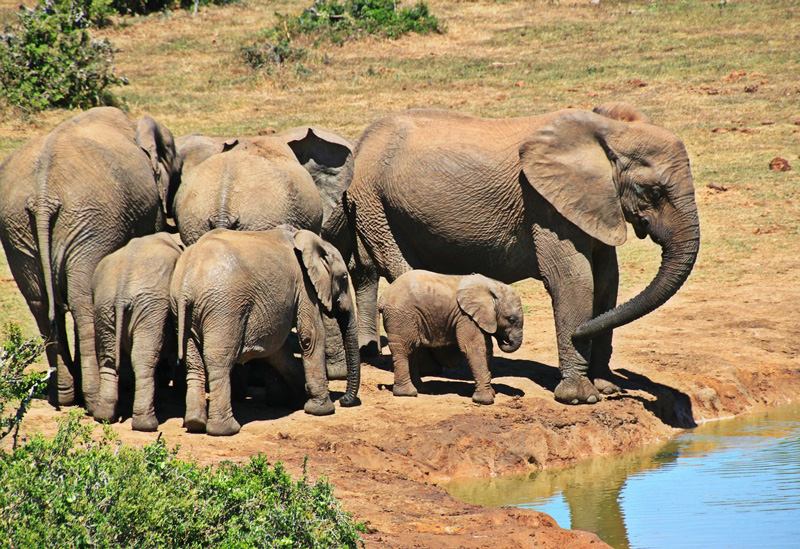 safari-south-africa