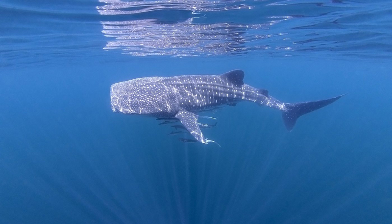 whale-shark-oman