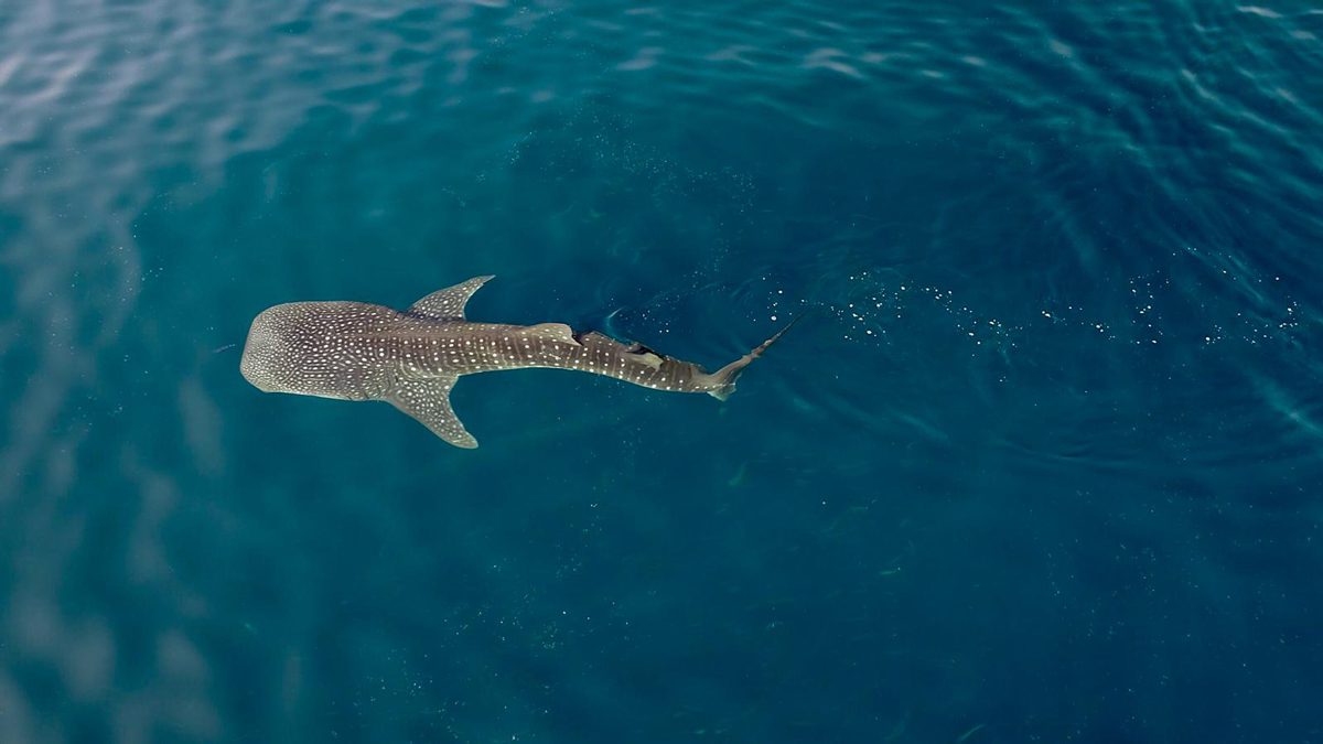 whale-shark-study