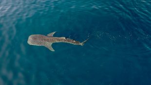 whale-shark-study