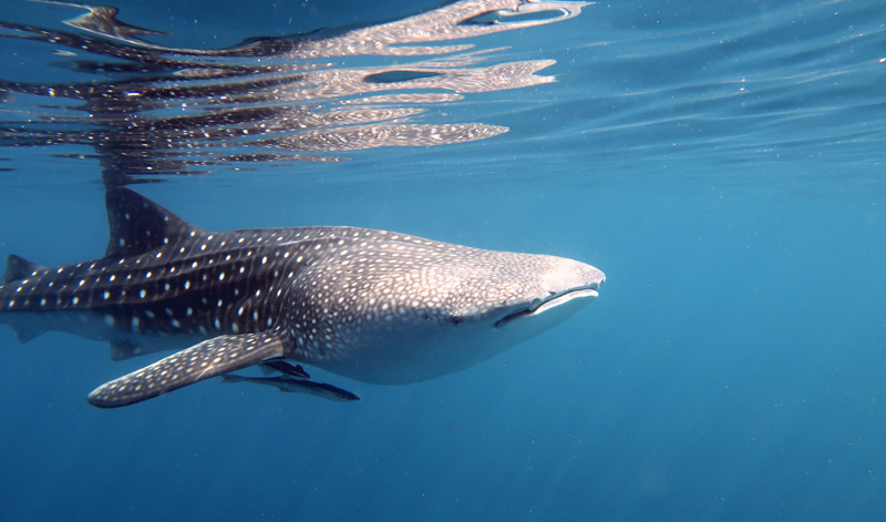 whale-sharks-study