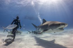 Tiger-Shark