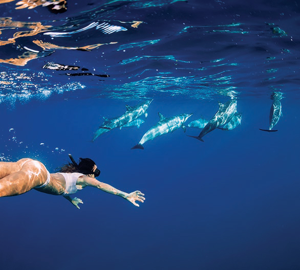 mauritius-dolphins