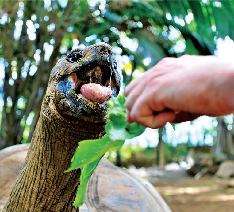 mauritius-tortoise