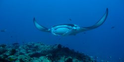 Reef manta rays feeding underwater in the Maldives