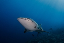 Lucy Liveaboard, Djibouti