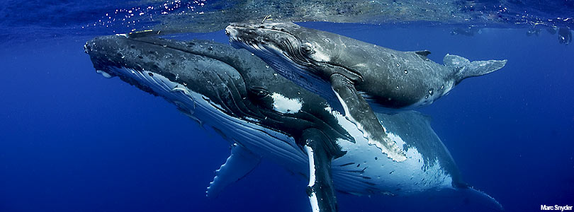 Diving in Baja California, Mexico