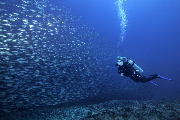 Diving in Baja California, Mexico