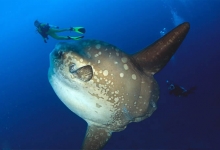 Diving in Bali, Indonesia