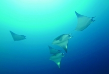 Diving in Bali, Indonesia