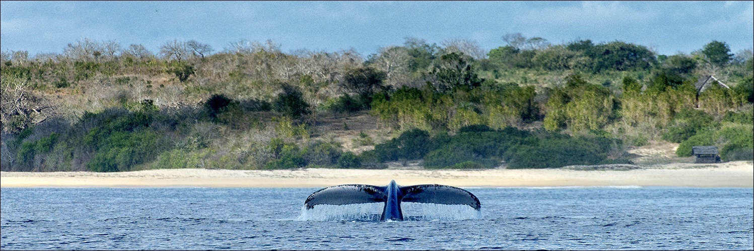 Diving in Cabo Delgado, Mozambique