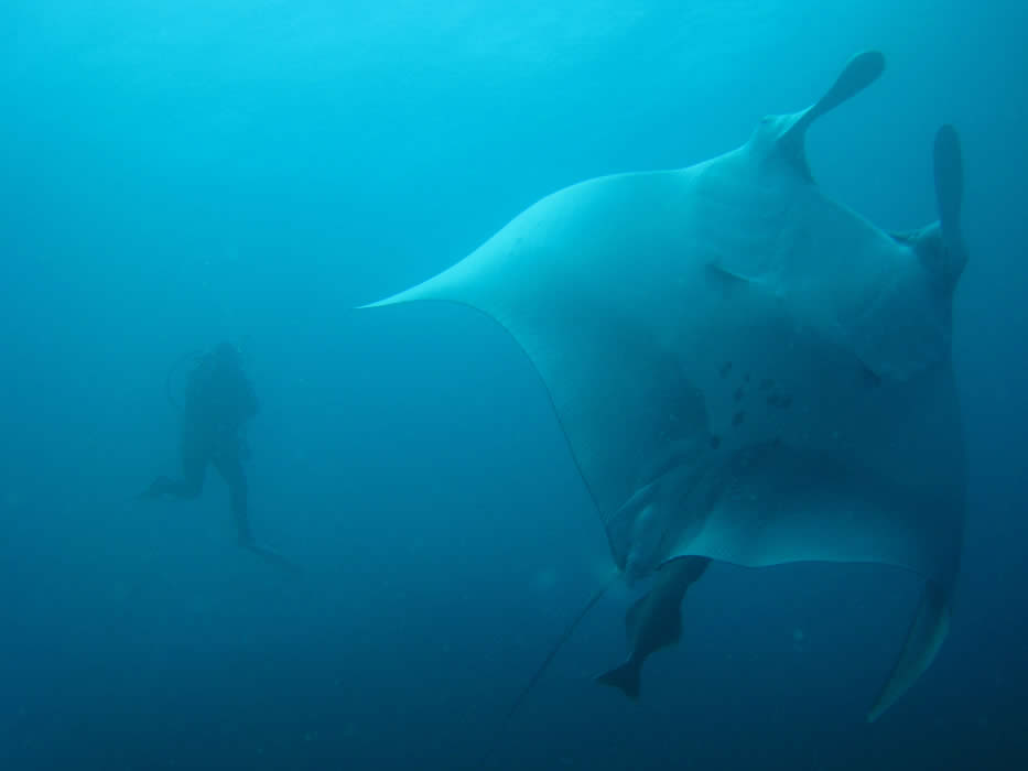 Diving in Galapagos Islands, Ecuador Galapagos