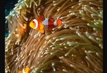 Diving in Nusa Lembongan, Indonesia