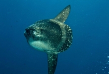 Diving in Nusa Lembongan, Indonesia