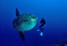 Diving in Nusa Lembongan, Indonesia