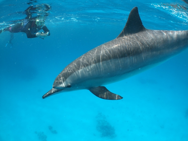 Diving in Sharm El Sheikh, Egypt