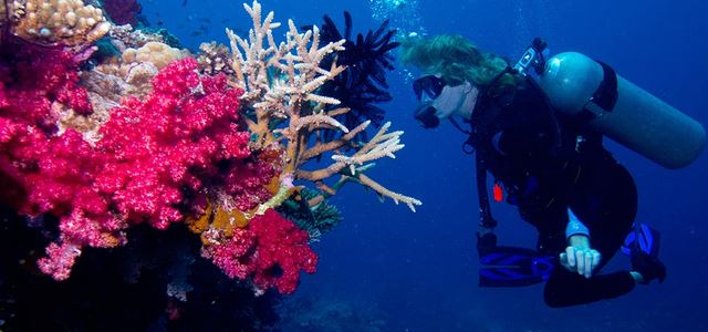 Diving in Taveuni Island, Fiji