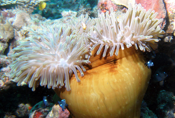 Diving in Taveuni Island, Fiji