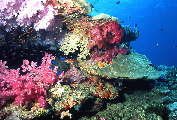 Diving in Taveuni Island, Fiji