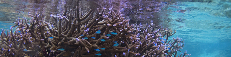 Diving in Taveuni Island, Fiji