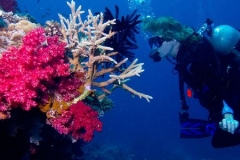 Diving in Taveuni Island, Fiji