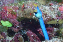 Diving in Taveuni Island, Fiji