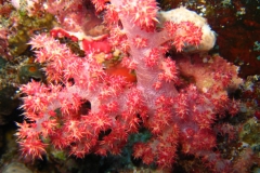 Diving in Taveuni Island, Fiji