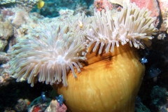 Diving in Taveuni Island, Fiji