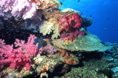 Diving in Taveuni Island, Fiji