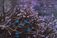 Diving in Taveuni Island, Fiji