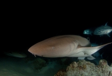 Diving in the Maldives